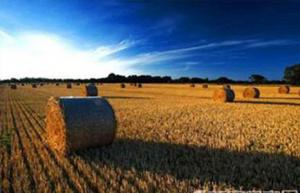 農作物秸稈補貼力度加大 秸稈發電裝機容量創新高