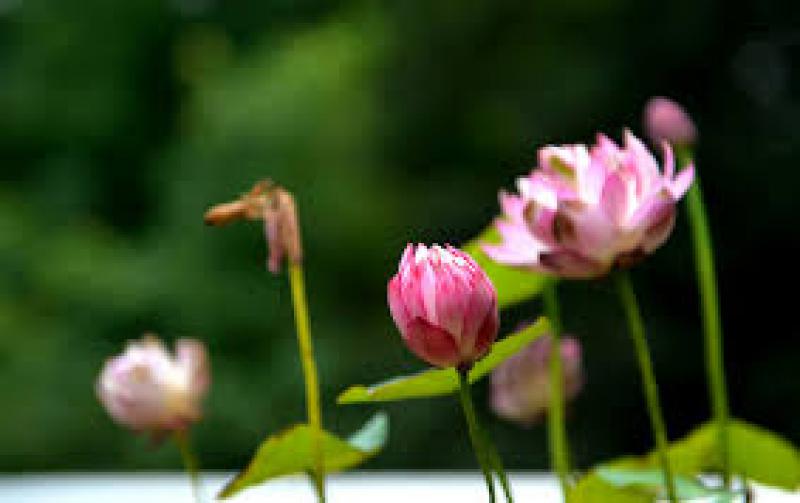 南京開發(fā)區(qū)投巨資提升環(huán)境質量