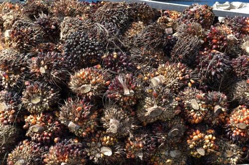 現代，LG將在印度尼西亞建設生物柴油工廠